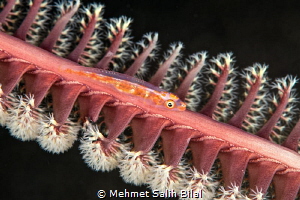 Goby hosted in a sea pen. by Mehmet Salih Bilal 